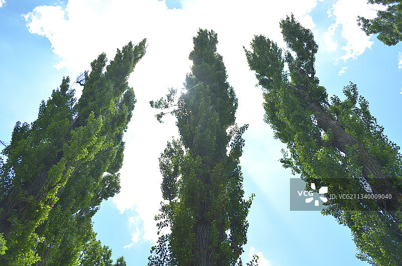 罗马尼亚Nicolae Romanescu公园树木仰视角度图片素材
