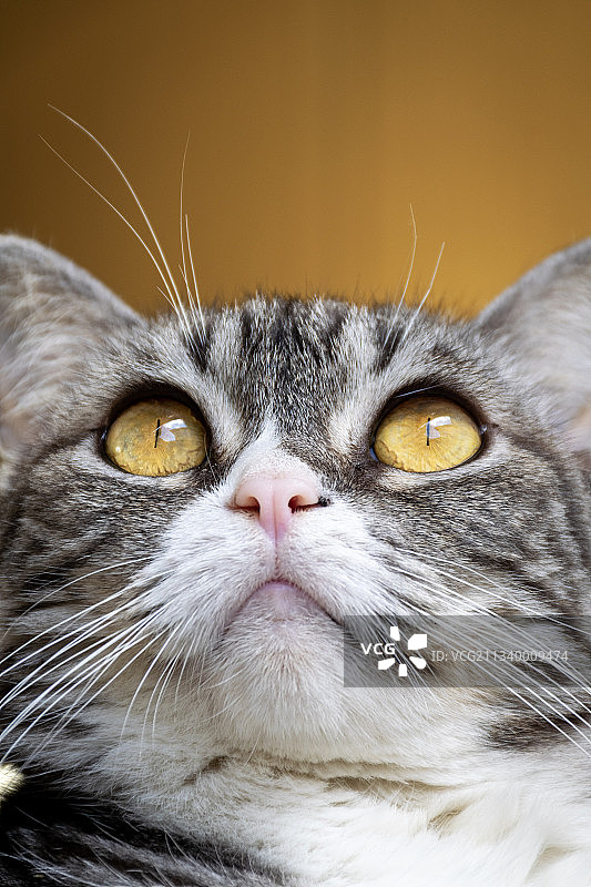 猫咪特写肖像，巴西图片素材