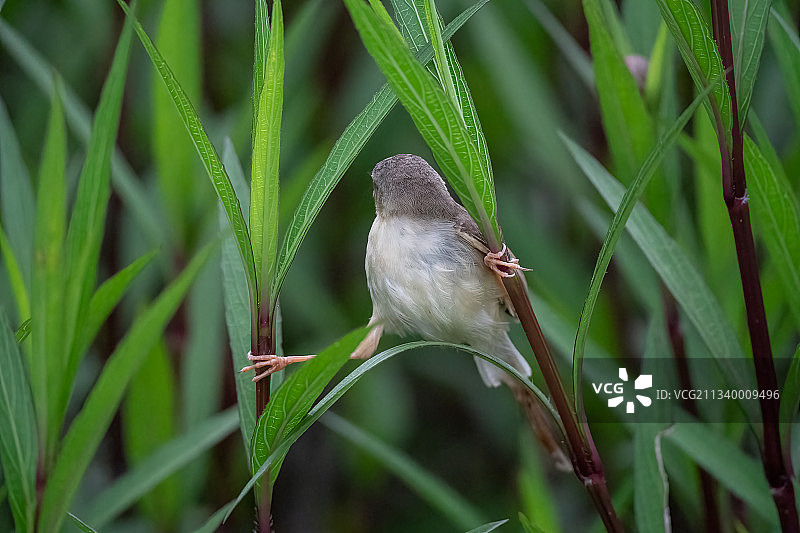 栖息在植物上的鸣禽特写图片素材