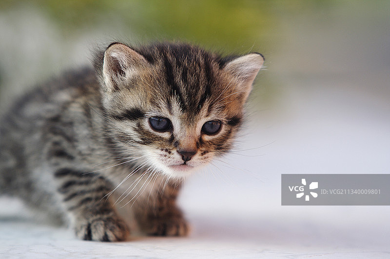 小猫特写，意大利图片素材