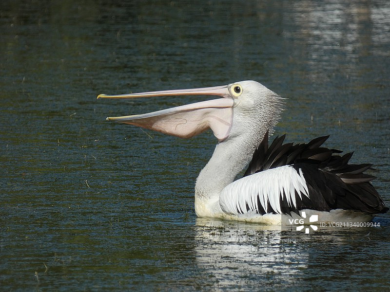 澳大利亚苍鹭特写图片素材