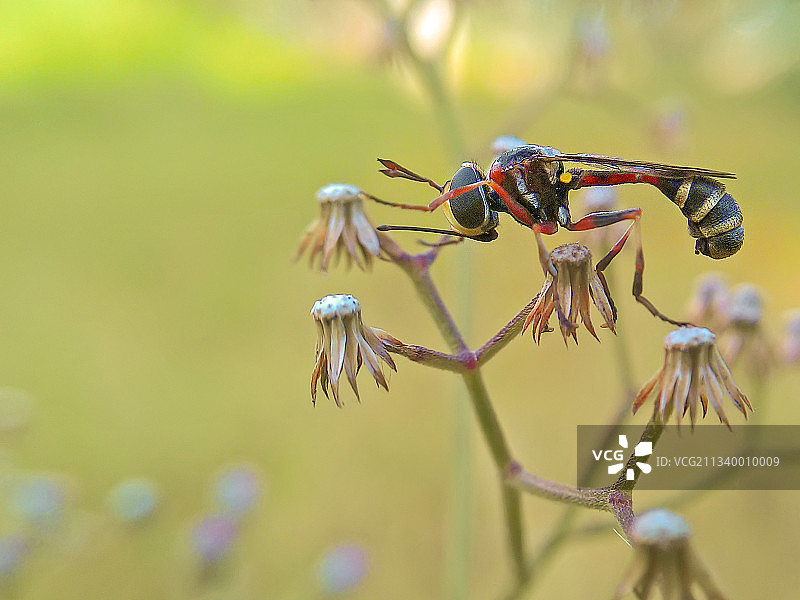 昆虫在花上的特写图片素材