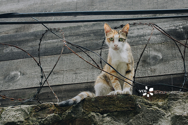 猫咪坐在岩石上的写真图片素材