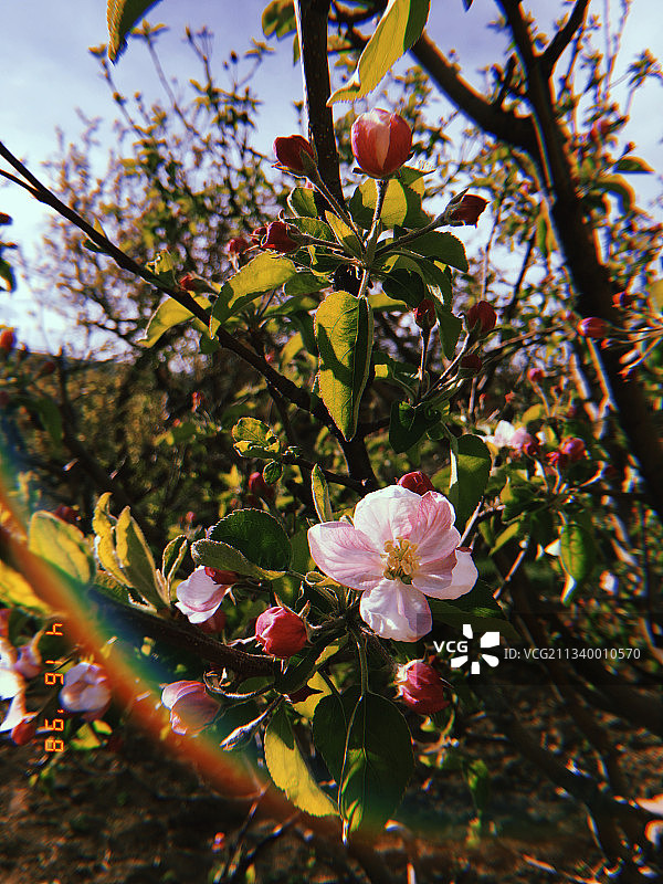 特写的粉红色樱花在春天图片素材