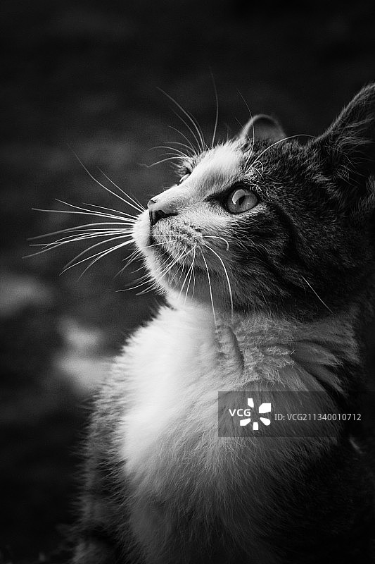 法国康布雷，猫看向远方的特写图片素材