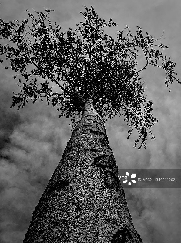 低角度的树对天空图片素材
