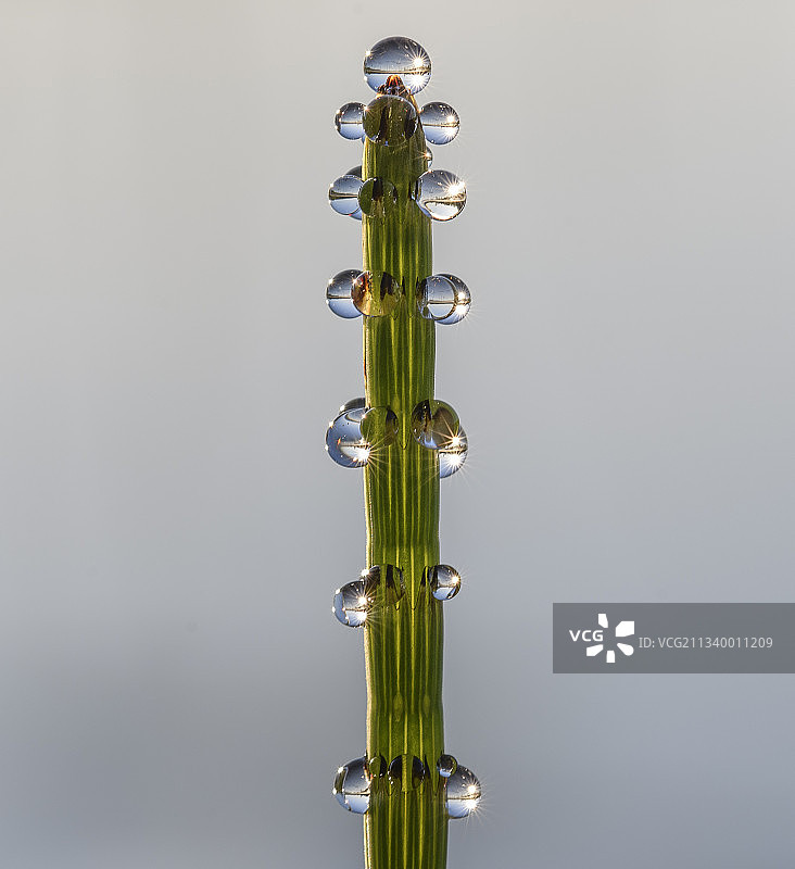 灰色背景下树枝上的水滴特写图片素材