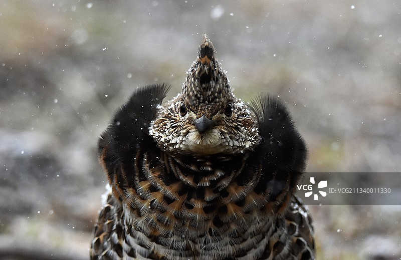 鸟儿栖息在树上的特写镜头图片素材