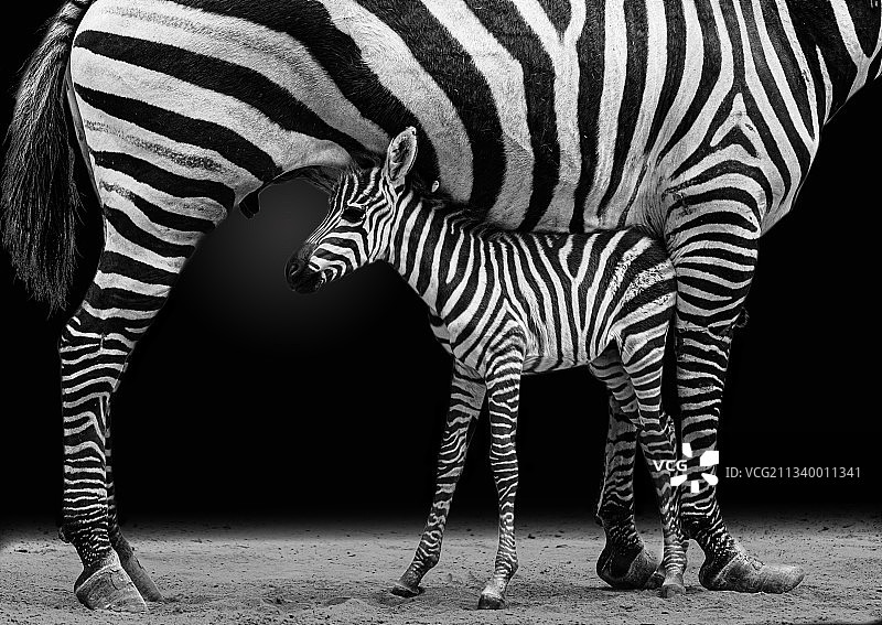 斑马特写图片素材