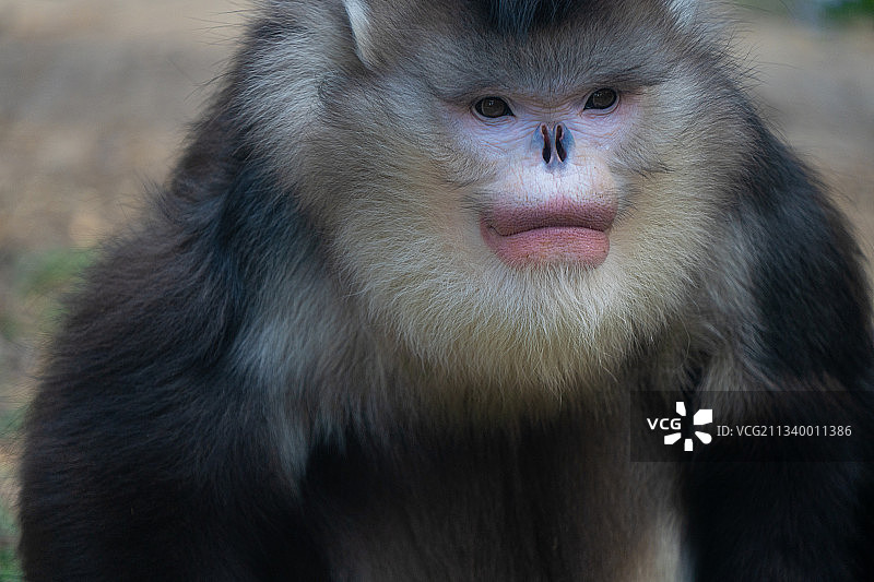 云南金丝猴特写肖像图片素材