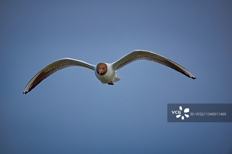 英国北安普顿塘鹅飞翔仰视角度景观图片素材