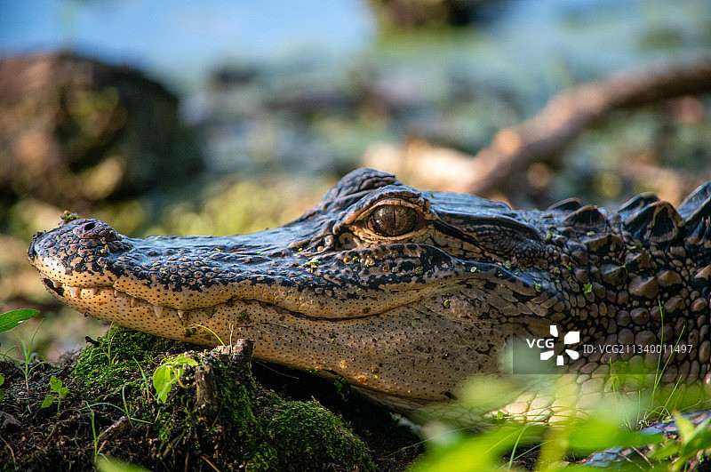 湖中鳄鱼特写图片素材