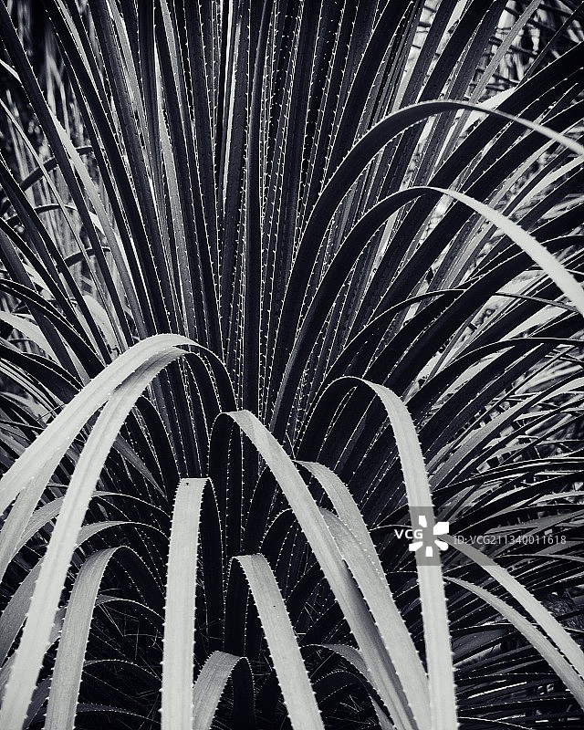 棕榈树全画幅拍摄图片素材