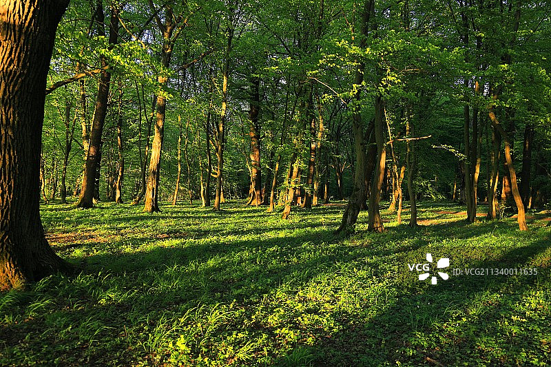 俄罗斯森林树木图片素材