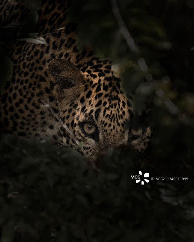 斯里兰卡维勒珀图国家公园的森林中豹子特写图片素材