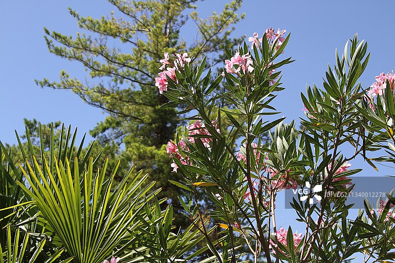 仰视角度拍摄的粉红色开花植物，背景是晴朗的天空图片素材