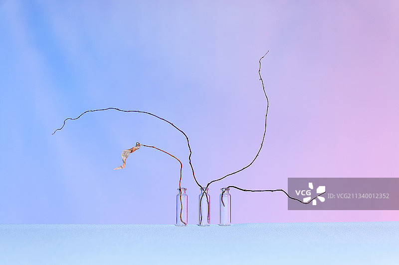 仰视视角下的枯树与天空图片素材