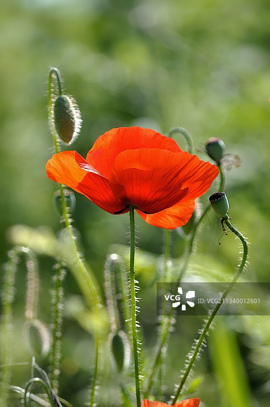 罗马尼亚红色罂粟花特写图片素材