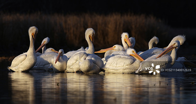 美国阿肯色州康威湖中天鹅游泳特写图片素材