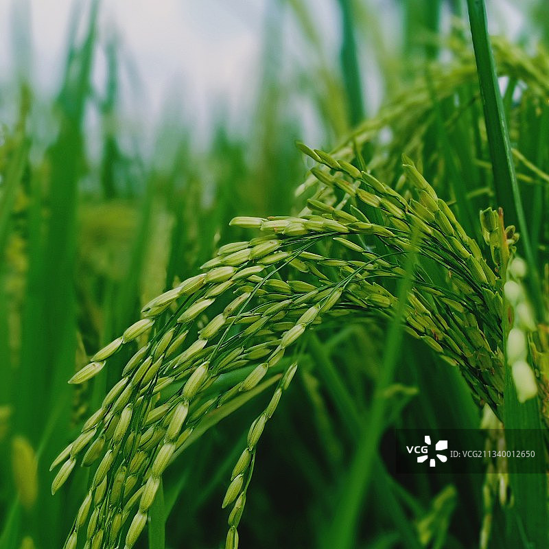 麦田里小麦生长的特写图片素材