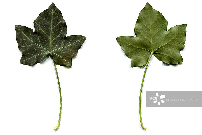 白色背景下的树叶特写图片素材