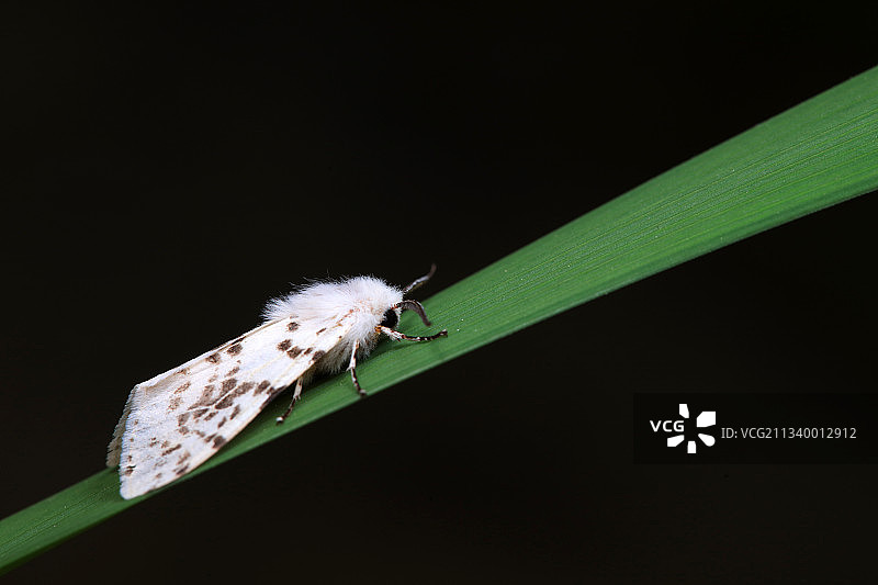 美国白蛾图片素材