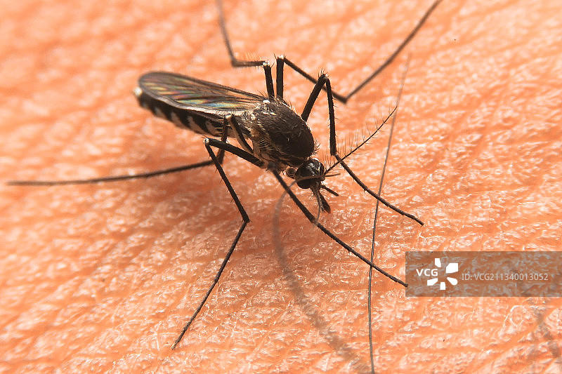 叶子上的昆虫特写图片素材