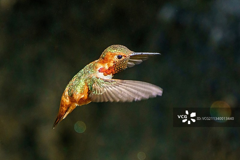 户外飞行的蜂鸟特写，美国旧金山图片素材