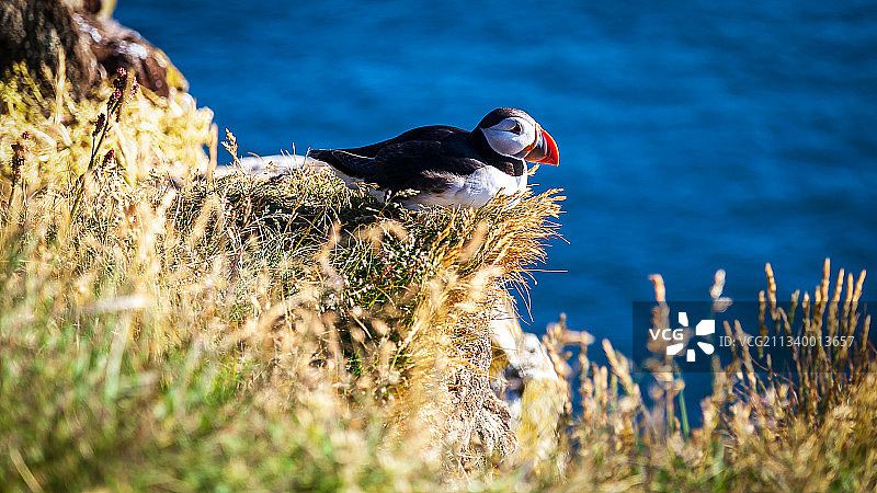 海鹦鸟栖息在草地上的特写镜头图片素材