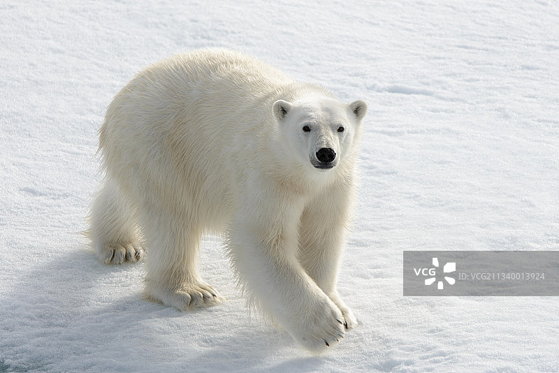 北极熊图片素材