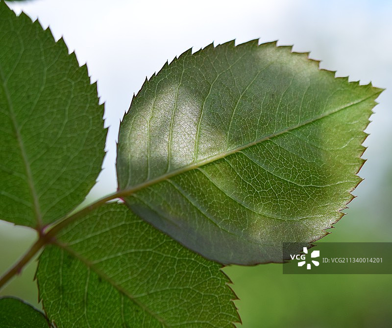 绿叶的特写图片素材