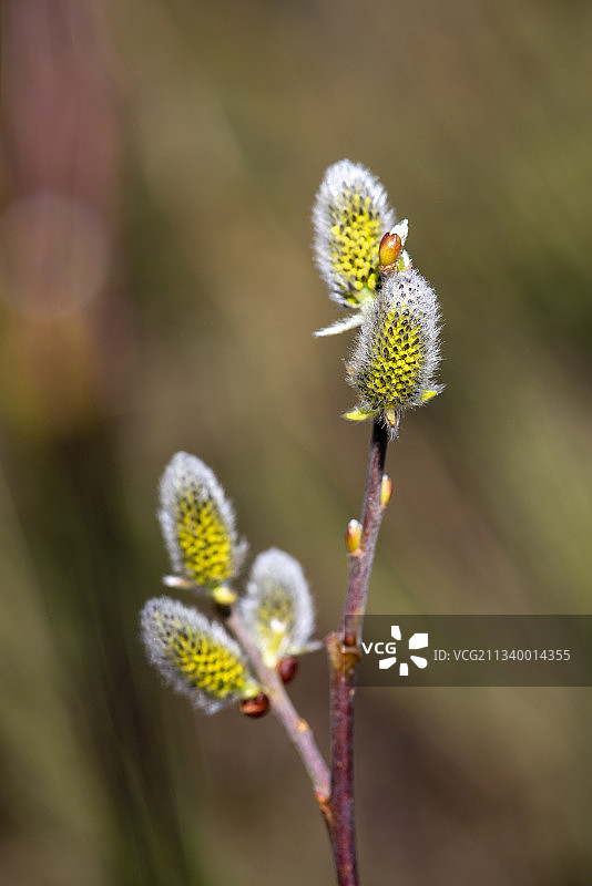 花蕾特写图片素材