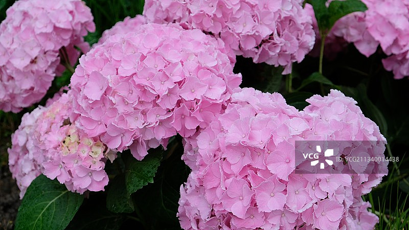 粉色绣球花特写图片素材