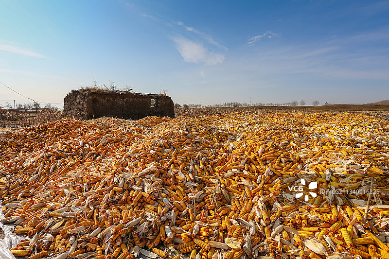 玉米，苞米，土房，农村，丰收图片素材