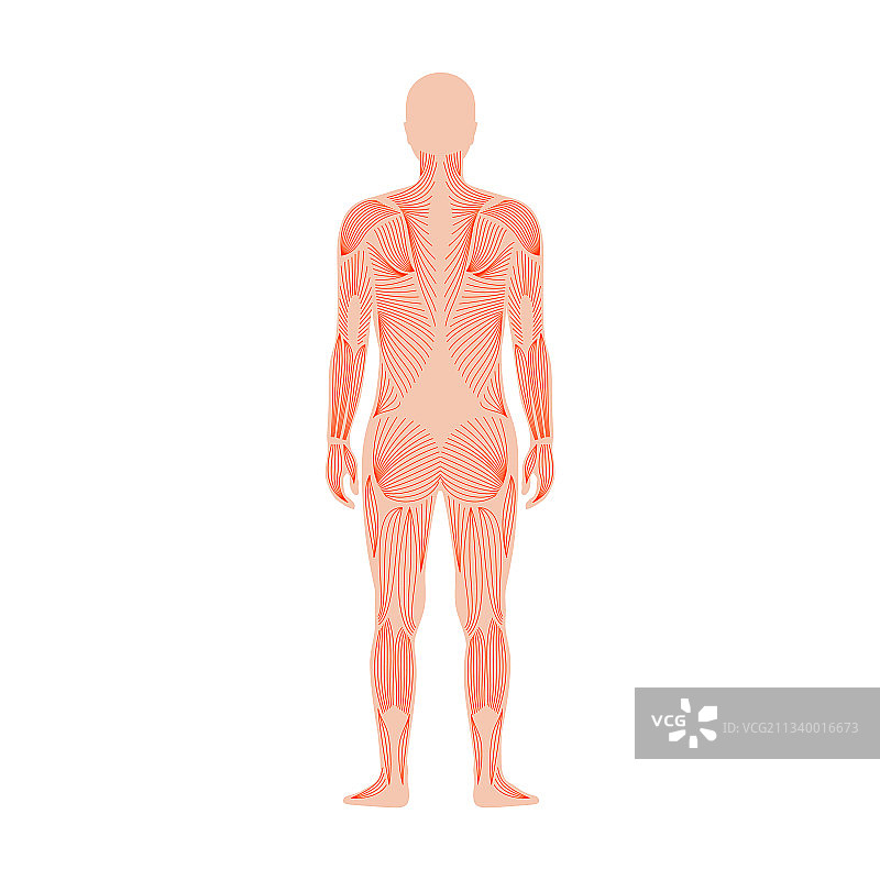 人的肌肉系统图片素材