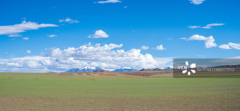 雪山藏野驴图片素材