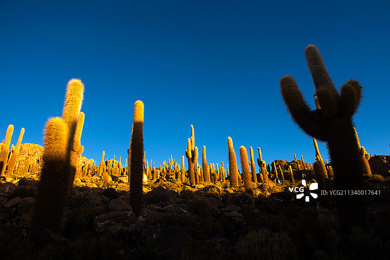 乌尤尼盐湖上(（Salar de Uyuni)的仙人掌图片素材