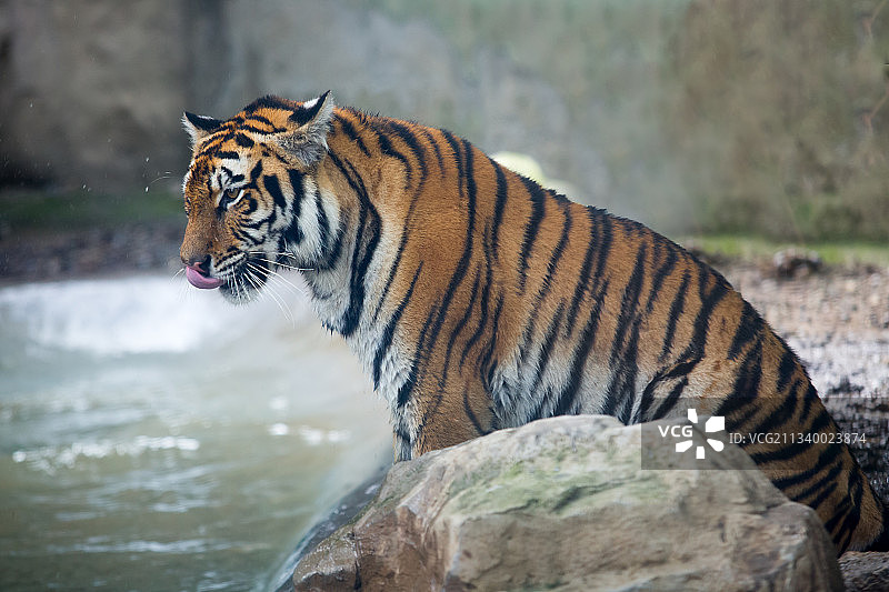 老虎，东北虎，孟加拉虎图片素材