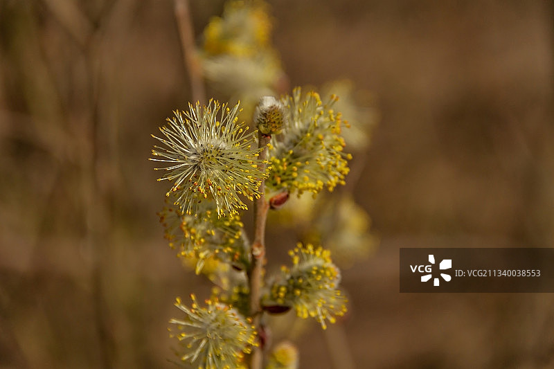 黄色开花植物的特写图片素材