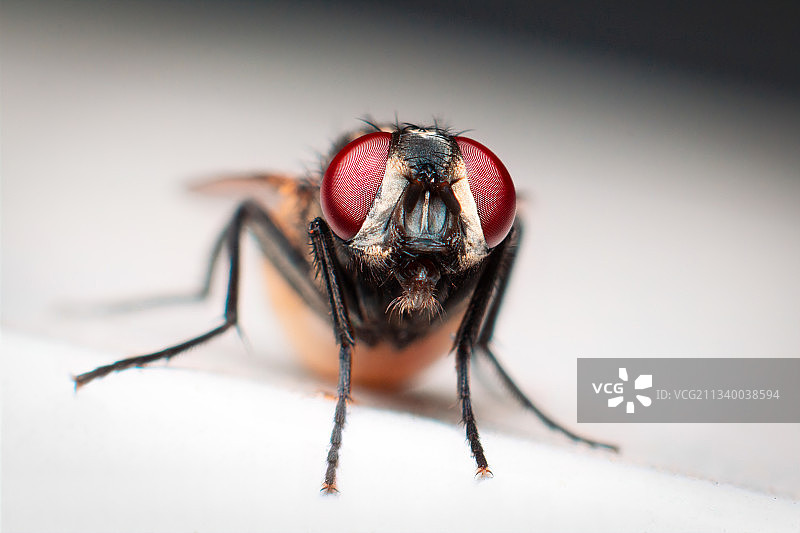 苍蝇在叶片上特写图片素材