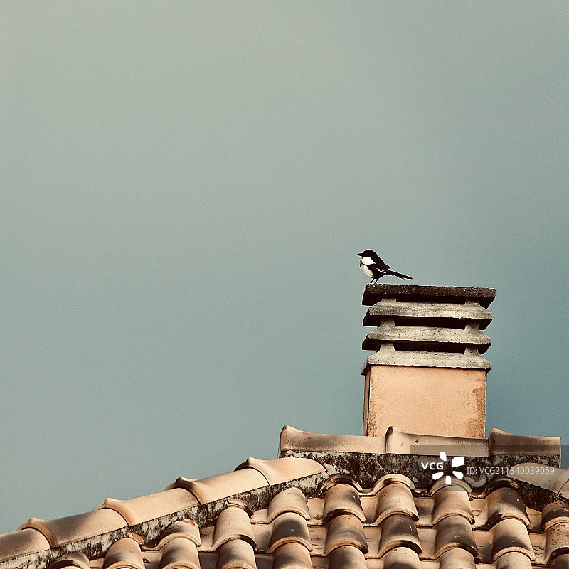仰视：鸟儿栖息在屋顶上，晴空背景图片素材