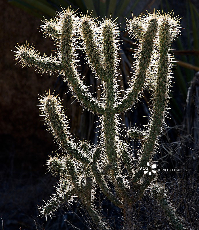 生长在田野中的仙人掌特写，美国加利福尼亚州里弗赛德县图片素材