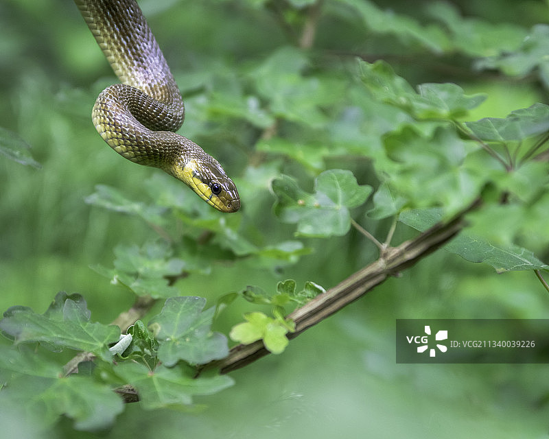 水草蛇在植物上的特写，捷克共和国图片素材
