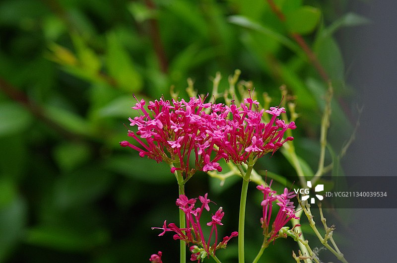 意大利罗马的粉色植物特写图片素材