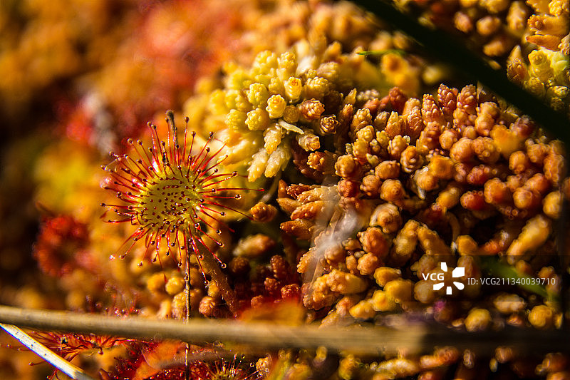 黄色开花植物的特写图片素材