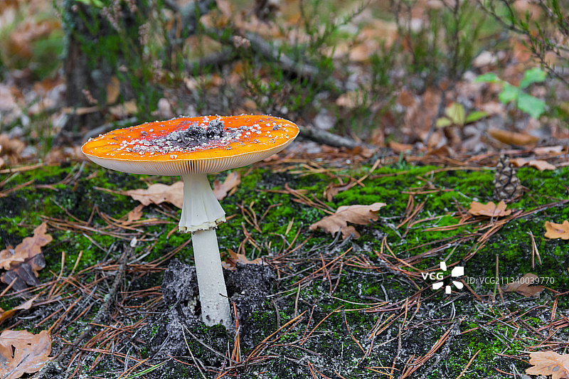 特写的苍蝇木耳在场地上图片素材