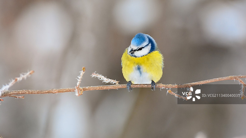翠鸟栖息在树枝上的特写图片素材