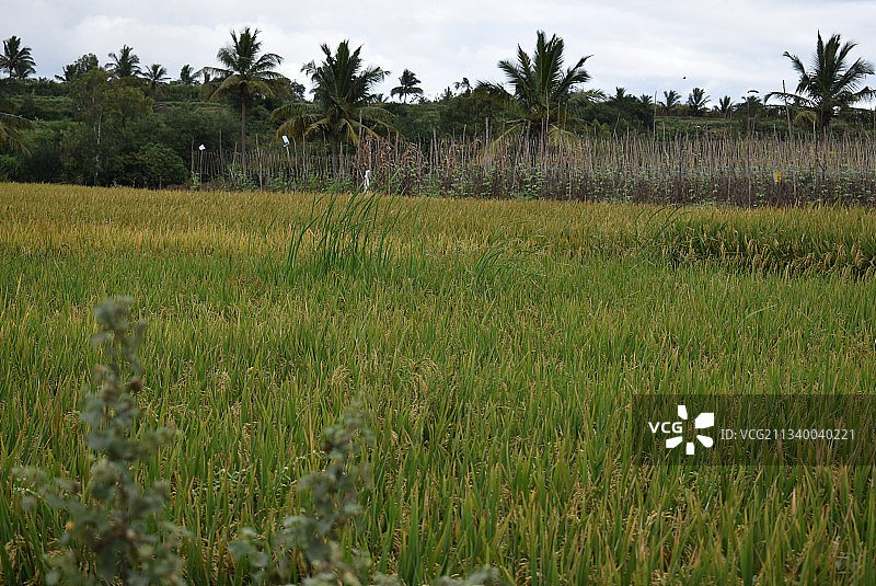 天空映衬下的农田风景图片素材