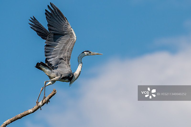仰视角度拍摄的苍鹭飞翔图片素材