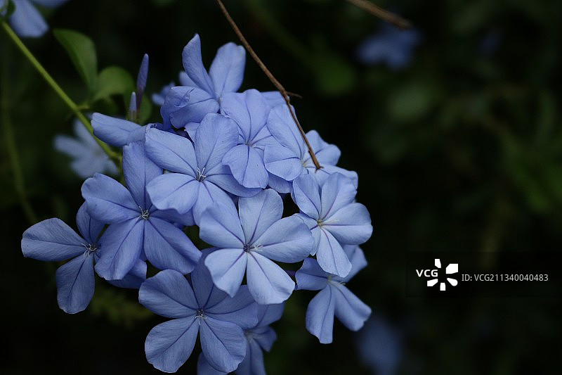 斯里兰卡紫色开花植物特写图片素材